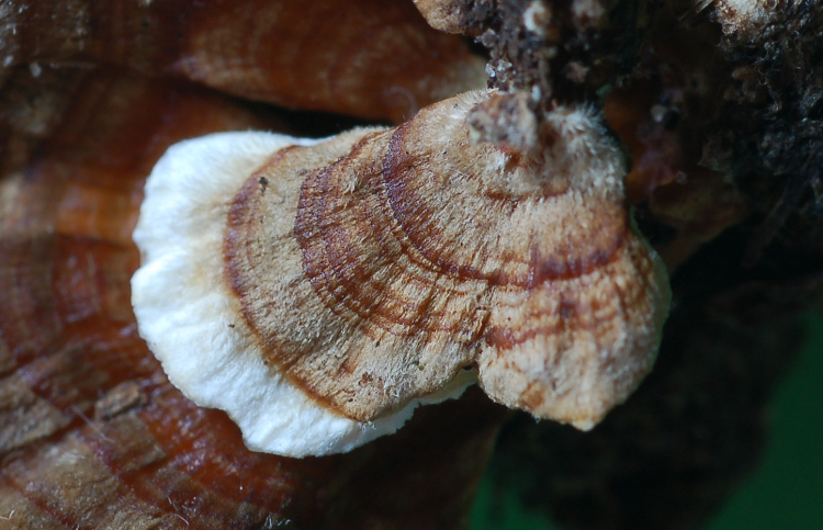 Uno Stereum forse? (Trametes versicolor)